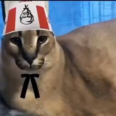 Cate
